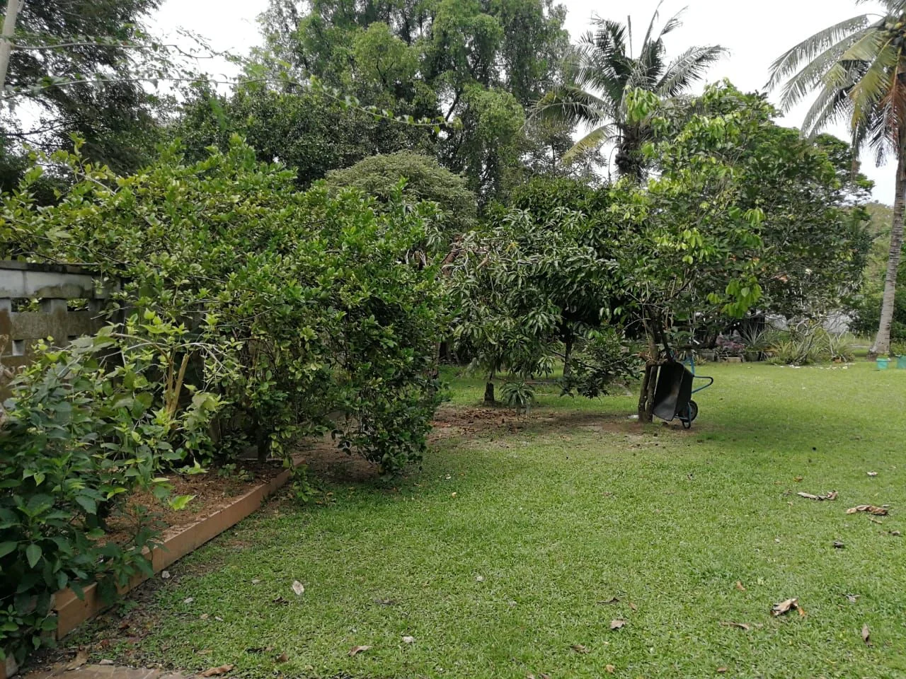Exterior type: landscape garden; features: manicured lawn, mature trees, tropical landscaping, bushes and shrubs, garden hose visible, open grassy area; style: tropical-modern.